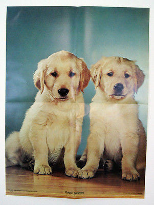 Vintage 1970's Walter Chandoha Golden Retrievers Puppies Poster